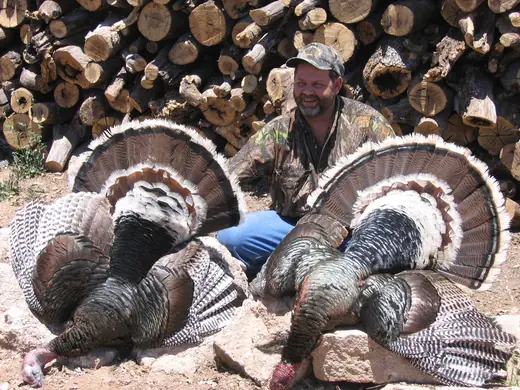 Gould's Turkey Hunts — photograph from the Gunners Taxidermy gallery