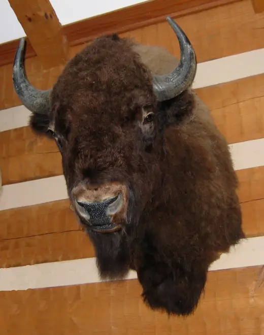 Gamehead Taxidermy — photograph from the Gunners Taxidermy gallery
