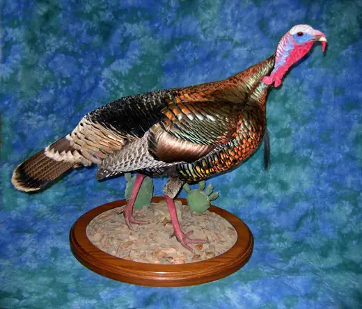 Turkey Taxidermy — photograph from the Gunners Taxidermy gallery