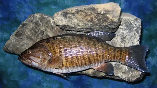 Fish Taxidermy — photograph from the Gunners Taxidermy gallery