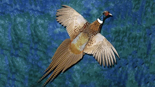 Illustration of an upland game bird representing Gunners Taxidermy upland bird mounts
